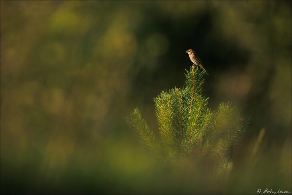 Ein weiblicher Neuntöter (Lanius collurio) sitzt auf der Spitze einer kleinen Kiefer vor weichem, grünem Hintergrund.