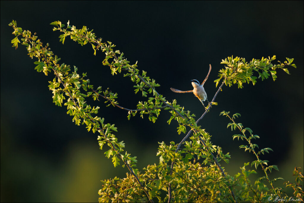 Männlicher Neuntöter (Lanius collurio) im Abflug mit ausgebreiteten Flügeln von einem grünen Busch.