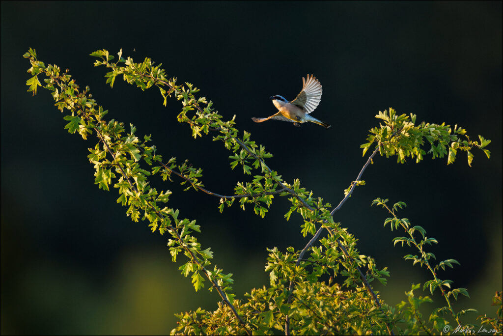 Männlicher Neuntöter (Lanius collurio) im Flug mit ausgebreiteten Flügeln über einem grünen Busch.
