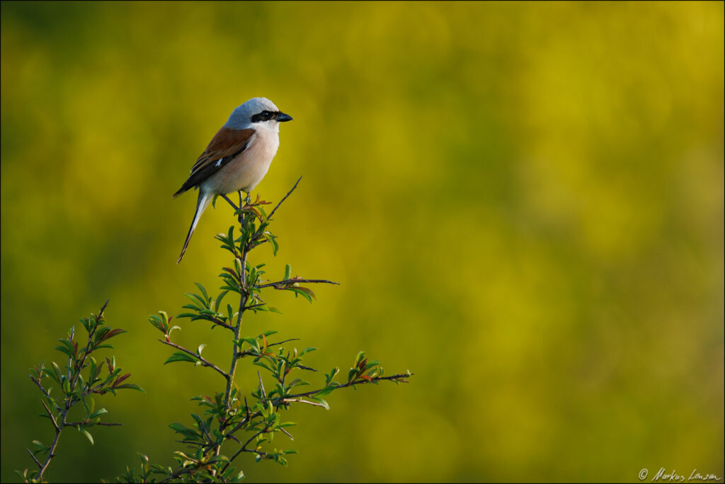 Männlicher Neuntöter (Lanius collurio) sitzt aufmerksam auf einer Astspitze vor grün-gelbem Hintergrund.