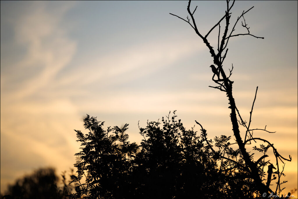 Neuntöter als Silhouette auf einem kahlen Ast vor farbenfrohem Himmel bei Sonnenuntergang.