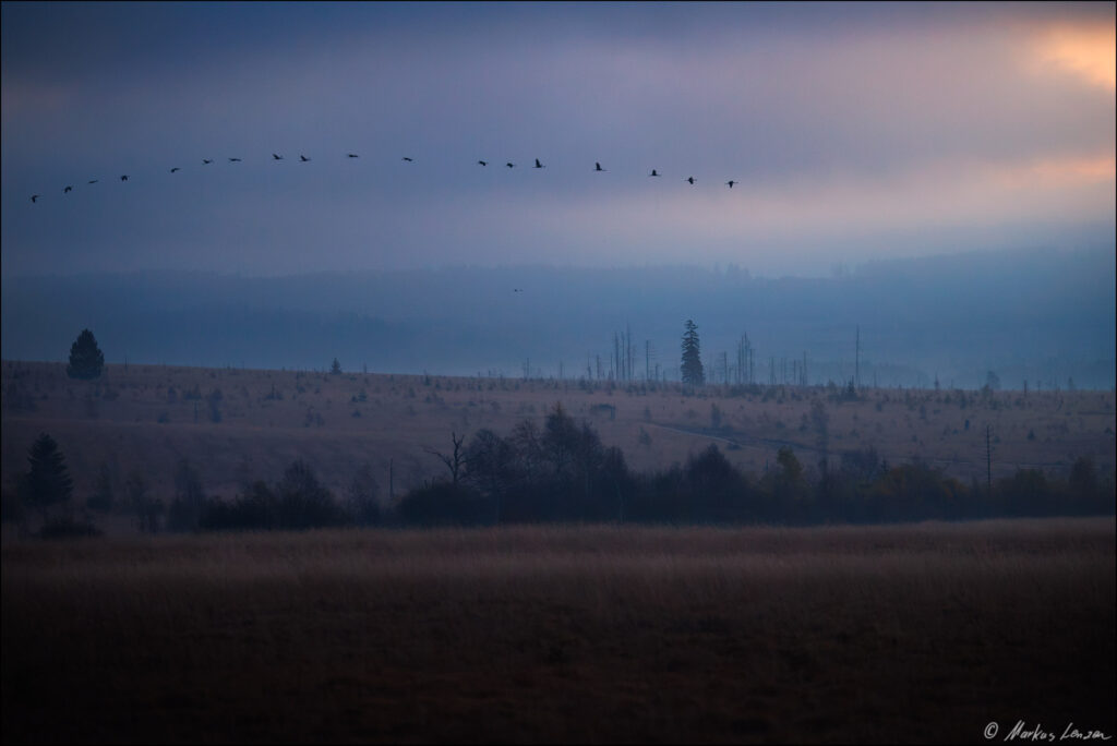 Kranichschwarm zieht in langer Kette über einer nebligen Moorlandschaft im Hohen Venn in der Morgendämmerung.