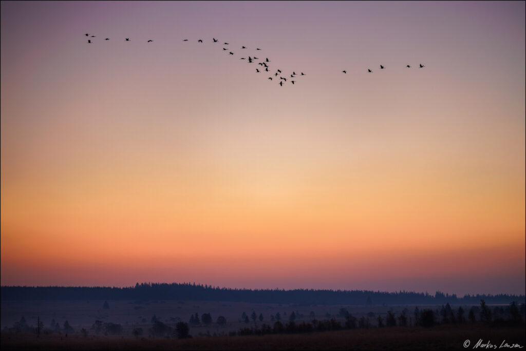 Kranichschwarm (Grus grus) in V-Formation im morgendlichen Herbstzug über der Silhouette des Hohen Venns.