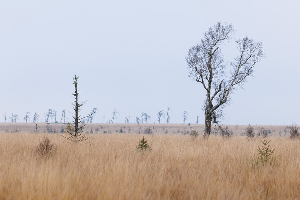 Moorlandschaft im Herbst: Zwei abgestorbene Bäume vor einer Baumreihe im Nebel über trockenem Pfeifengras.